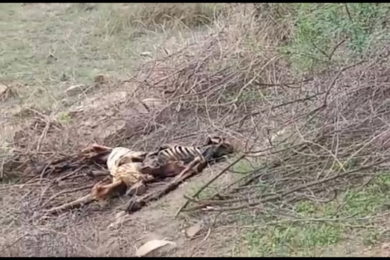 10 days old male skeleton found in bushes