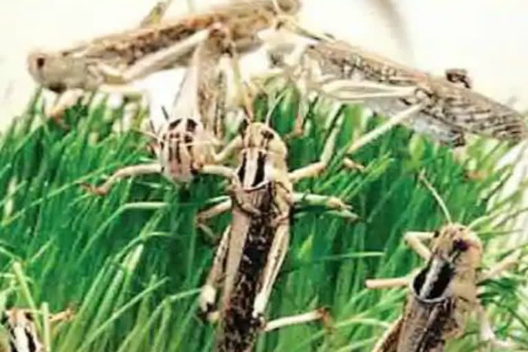 gopal rai meeting over locusts attack in delhi