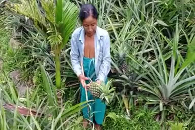 Boko Cultivators Problems For selling Pineapple