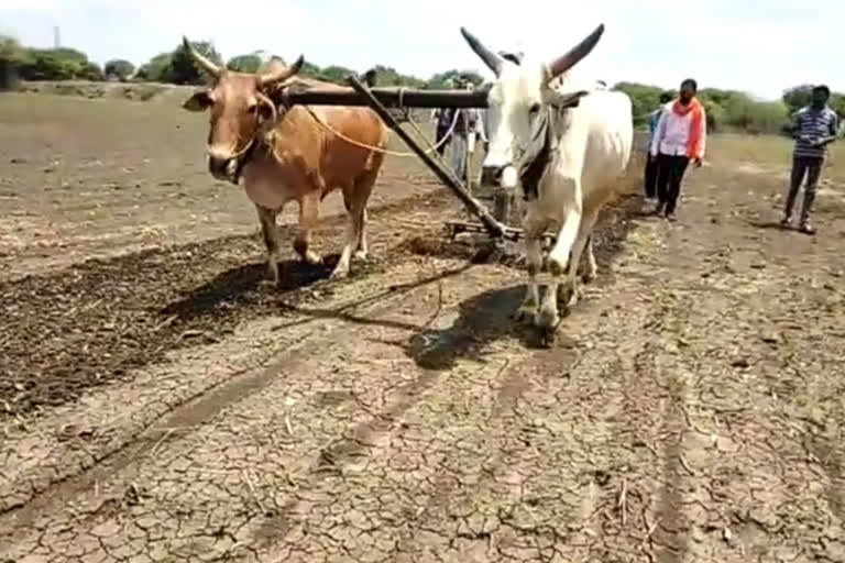 farmers removed soybean crop Due to lack of rain in akola