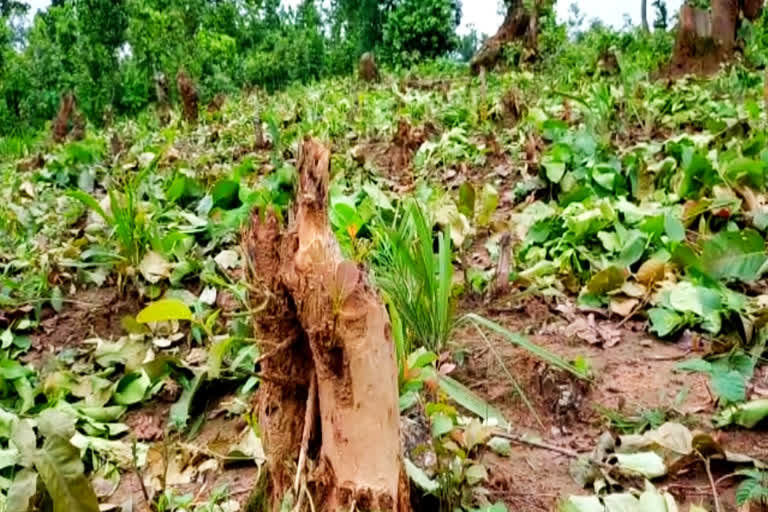 trees-are-being-cut-from-the-forests-of-jashpur