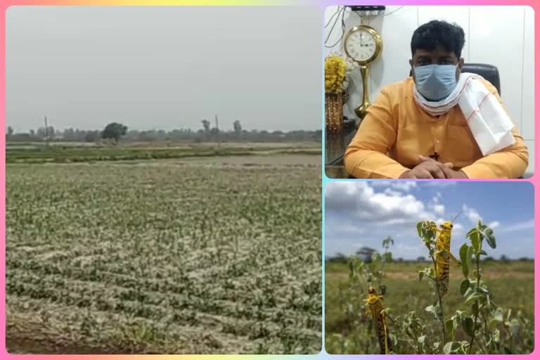 Delhi: Administrative officials telling farmers ways to avoid grasshopper