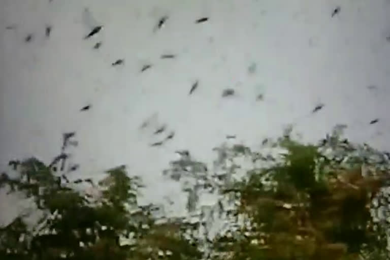 swarms of locust move from rewari to Jhajjar and gurugram