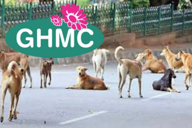 Ghmc_Focus_On_Dogs vaccination and sterilization