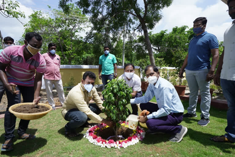 saplings planting at manuguru panchyati officer a