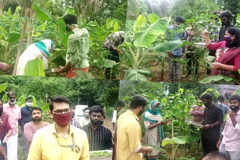 krishi  malappuram  മമ്പാട്.  മലപ്പുറം