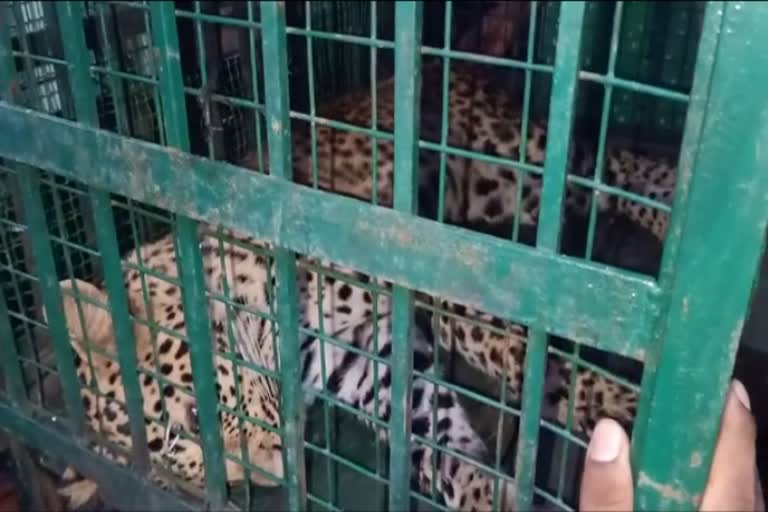 One Leopered Recovered At Guwahati Panjabari