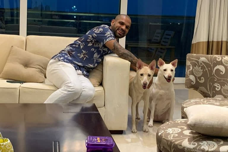 Dhawan adopts two dogs, names them Chloe and Valentine, ଦୁଇଟି କୁକୁରଙ୍କୁ ଆଡପ୍ଟ କଲେ ଶିଖର ଧୱନ, କ୍ଲୋଇ, ଭାଲେଣ୍ଟାଇନ