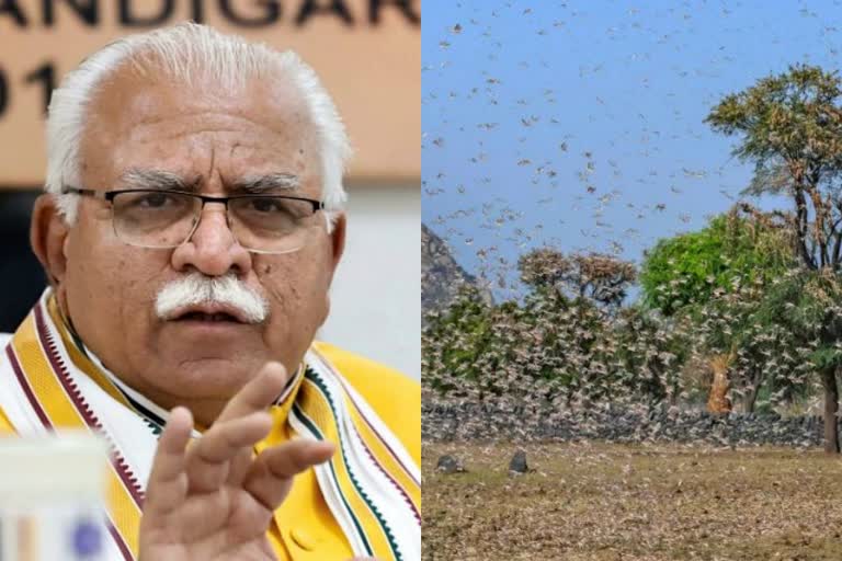 chief minister manohar lal khattar on locust attack in haryana