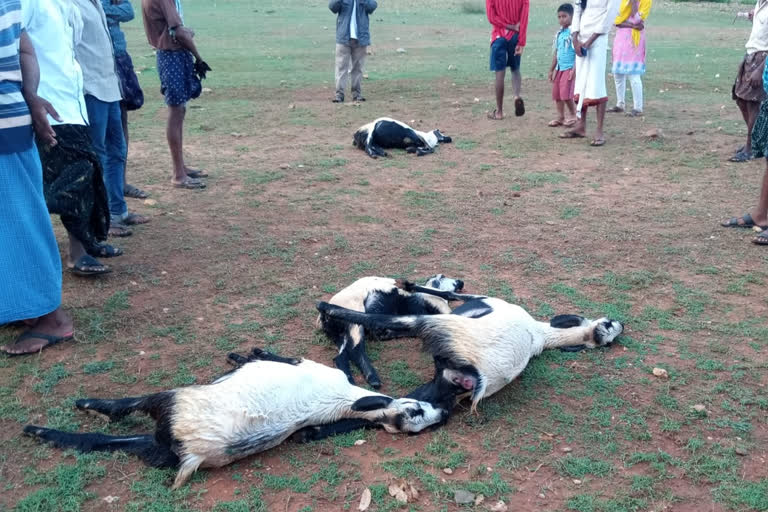 five sheep died by thunderbolt