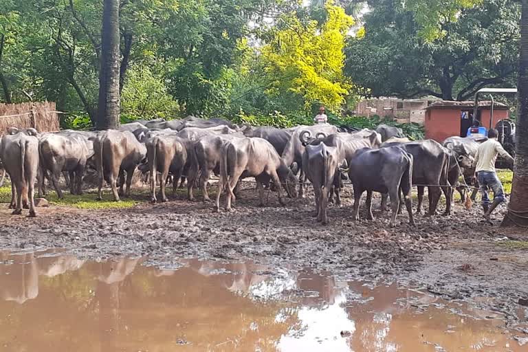 50 cattle rescued at India-Bangladesh international border