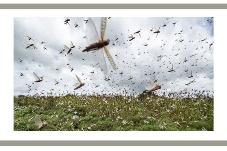 Locust swarms spotted  Locust swarms in Sultanpur  Uttar Pradesh  Sultanpur  locust attack in UP  District Magistrate C Indumati  ഉത്തർപ്രദേശിൽ വെട്ടുകിളി ആക്രമണം  വെട്ടുകിളി ആക്രമണം