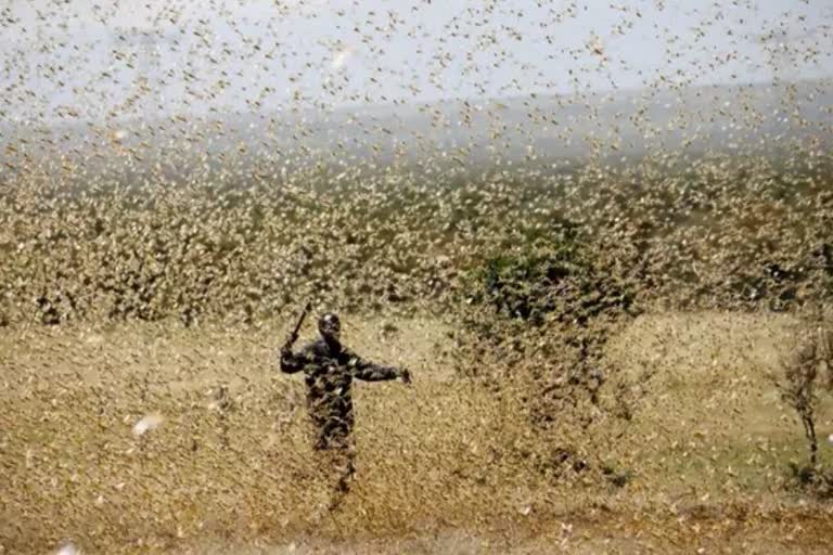 Locust attacks in UP, districts put on alert