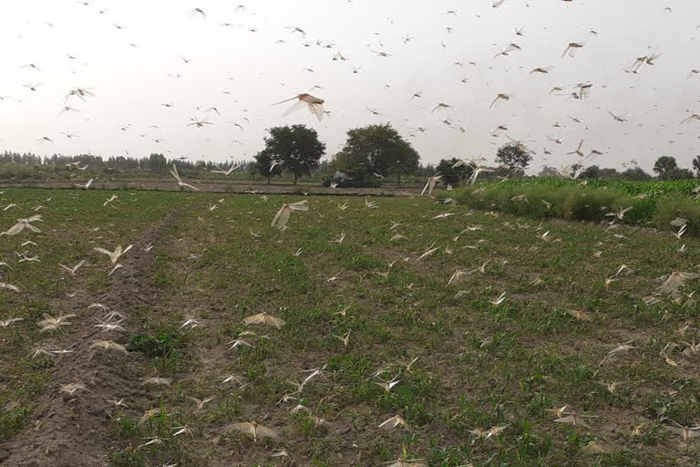 locust reached bulandshahr