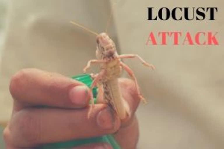 Locust attack