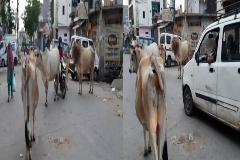 people are facing problem of Stray animals