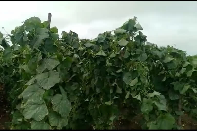 ridge gourd crop destroy