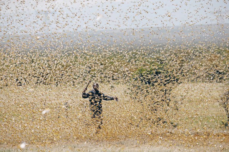 Locust attack  Uttar Pradesh  locust attack in UP  locust swarm  വെട്ടുകിളി ആക്രമണം  യുപി വെട്ടുകിളി  ഉത്തർപ്രദേശ്  ജില്ലകൾക്ക് ജാഗ്രതാ നിർദേശം