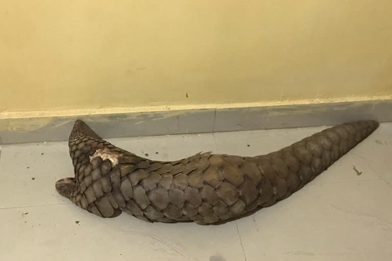 Pangolin