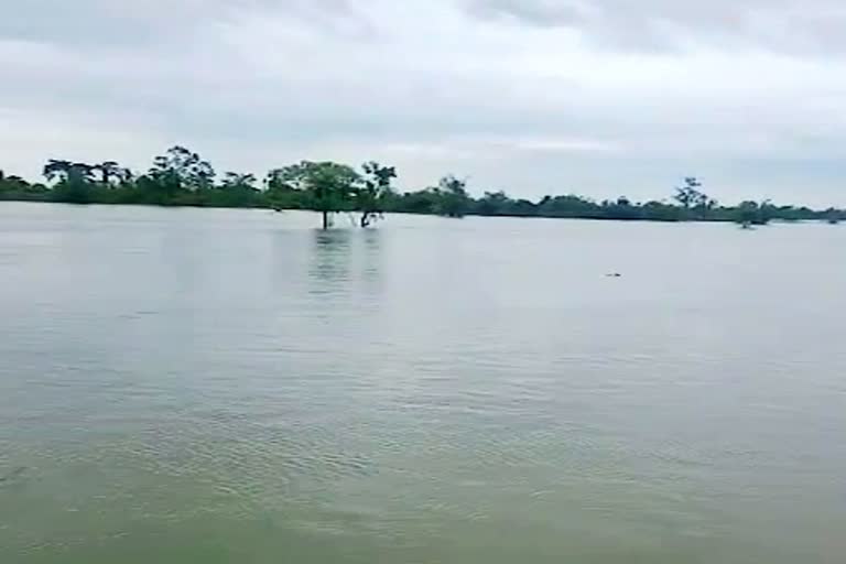 deadbody of an woman burried in a boat due to lack of suitable space during flood chabua dibrugarh assam etv bharat news