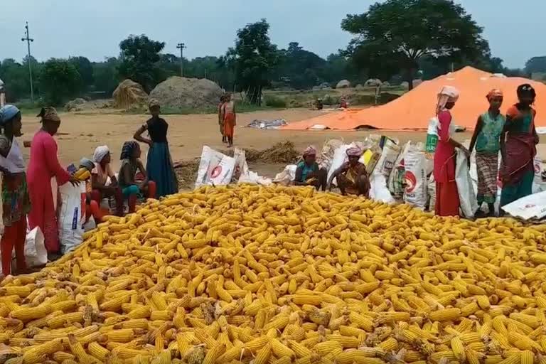 sweet corn selling is down in nabarangpur district, due to corona