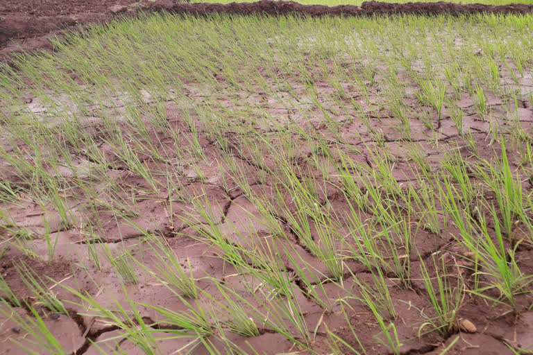 Paddy Farm