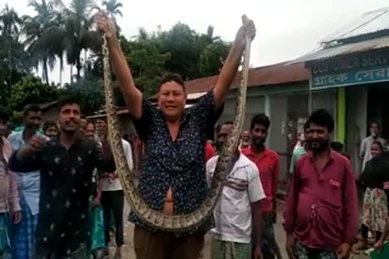 One Python Recovered At Barpeta