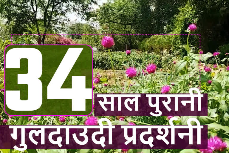 Chrysanthemum Exhibition at RU, Rajasthan University News