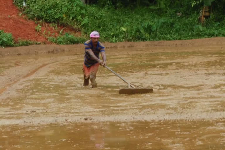 എറണാകുളം  ernakulam  സുഭിക്ഷ കേരളം പദ്ധതി  paddy cultivation  kuthukuzhi  service co operative bank  ernakulam