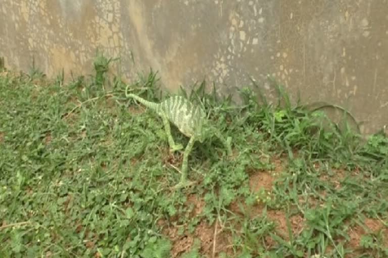 Rare species of chameleon rescued in Odisha