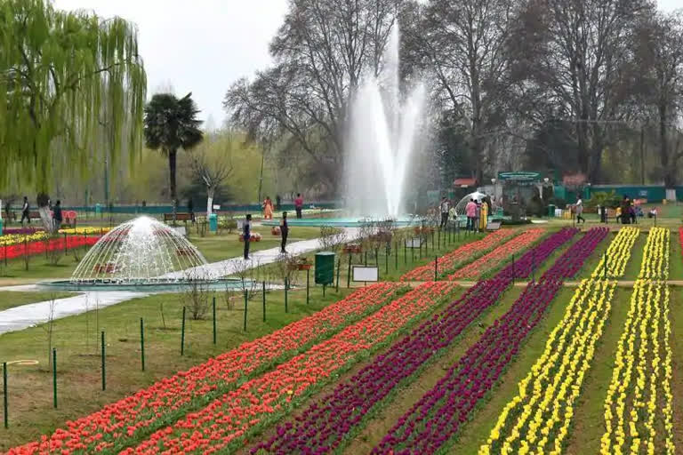 Jammu -Kashmir: Floriculture department resumes cleaning of tulip bulbs in Srinagar