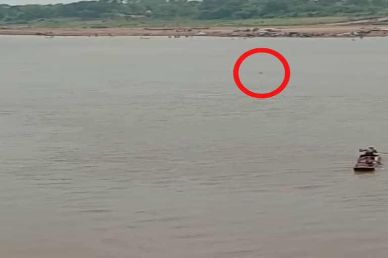 Young man sprung in Narmada