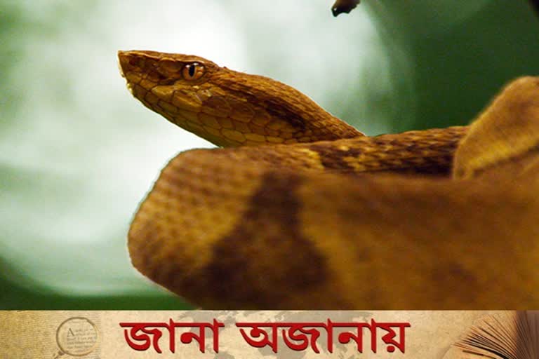 গোল্ডেন ল্যান্সহেড