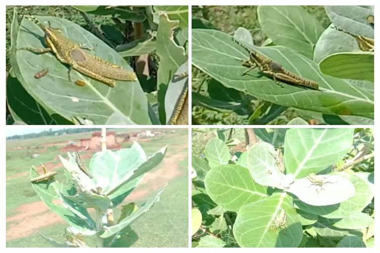 Nandahandi Block farmers alleged Locusts Enter Nabrangpur !