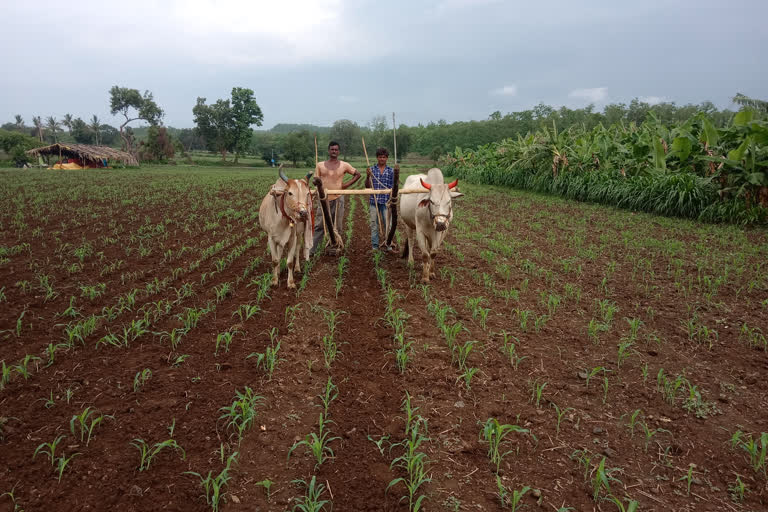 Farmers blossom due to rain in Nepanagar