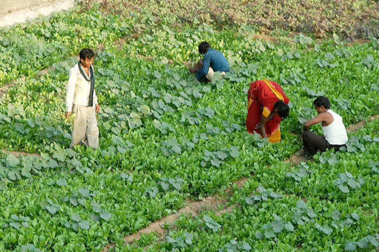 Farmers engaged in organic vegetable cultivation