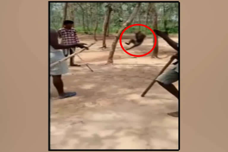 monkey ganged by 3 men in telangana