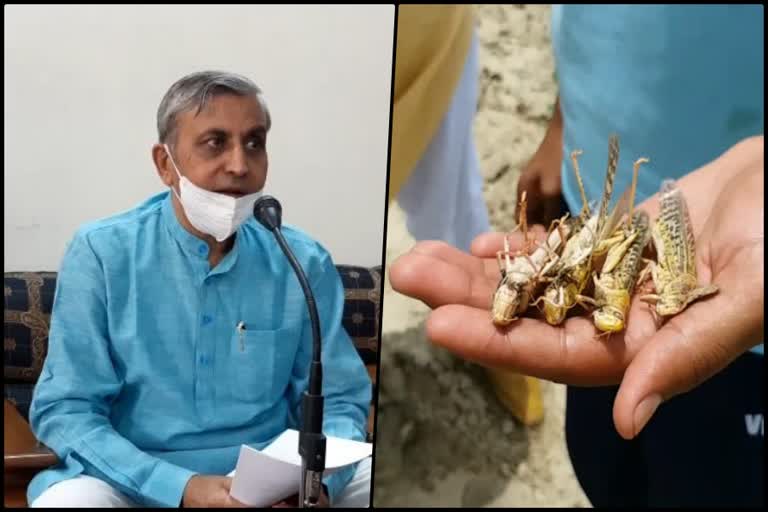 agricalture minister jp dalal on locust attack in haryana