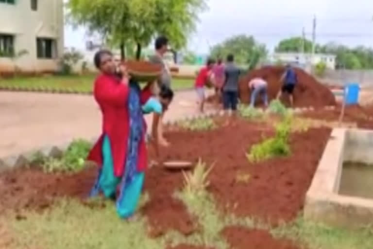 mla seethakka planting trees at mulugu