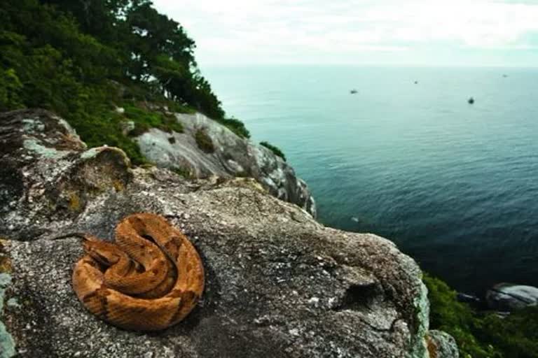 unknown facts about Brazil's 'Snake Island'