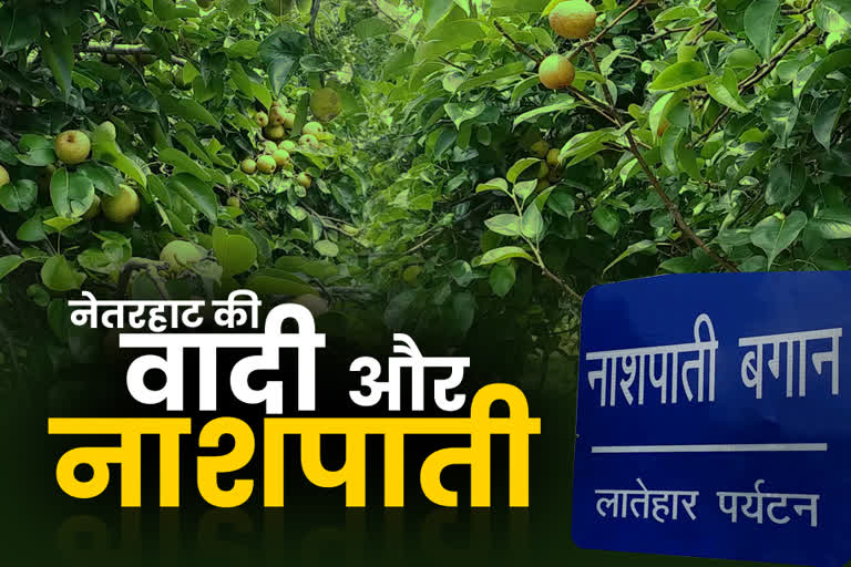 Latehar is famous for pear cultivation
