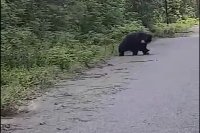 bear-seen-in-corbett-tiger-reserve-dhela-range