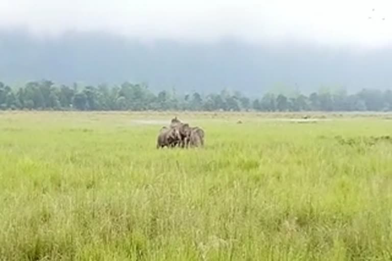 Erision At Kajiranga National Park