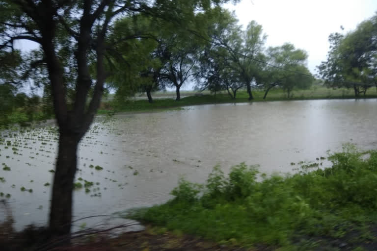 sprouted soybeans carried away due to Heavy rains latur