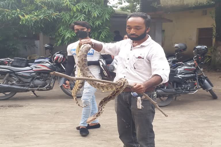 7 feet python found in Dhanbad