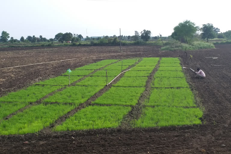 Farmers are moving towards paddy