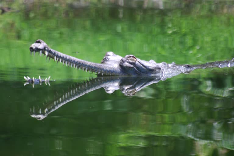 crocodile panick in gajol