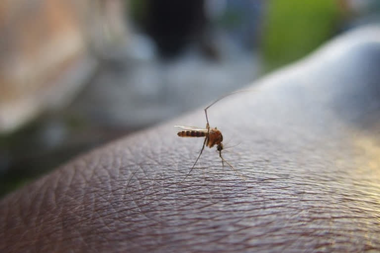 hikungunya Caused by the Aedes albopictus mosquito