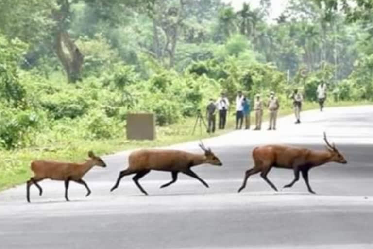 kaziranga flood situation