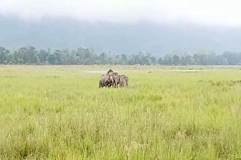 Kaziranga